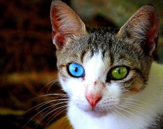 İki Farklı Göz Rengine Sahip Hayvanlar