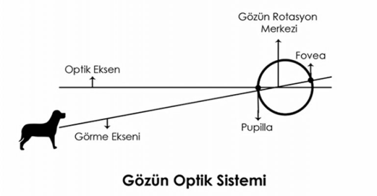 Gözlük Montajında Ustalığın Önemi