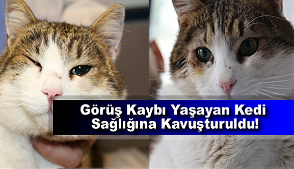 Görüş Kaybı Yaşayan Kedi Kibar Sağlığına Kavuşturuldu