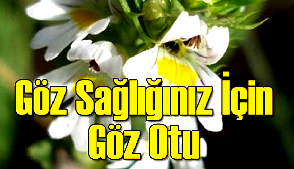 Göz sağlığınız için 'göz otu'