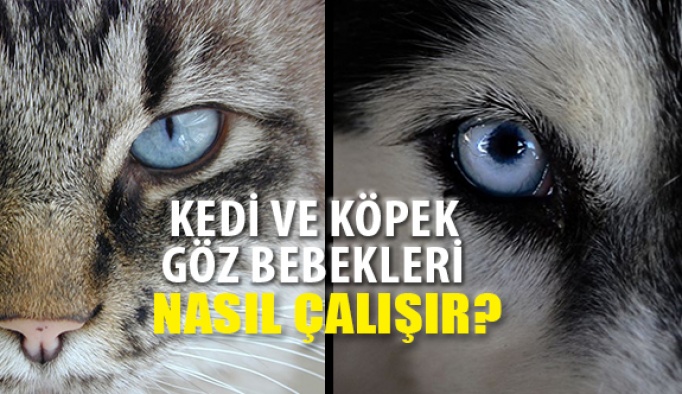 Kedi ve Köpek Göz Bebekleri Nasıl Çalışır?