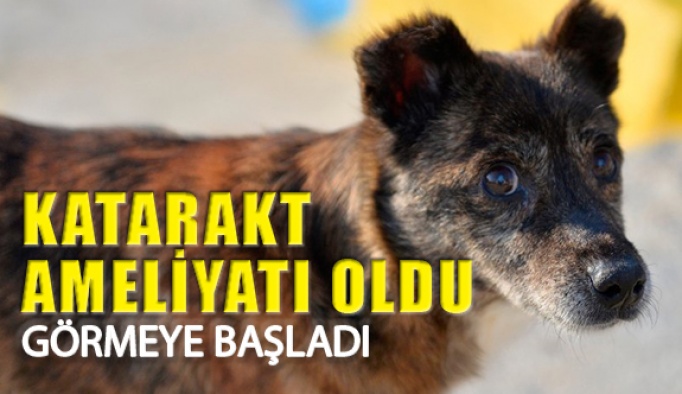 Mardin’de Ayaz Köpeğe Katarakt Ameliyatı Yapıldı