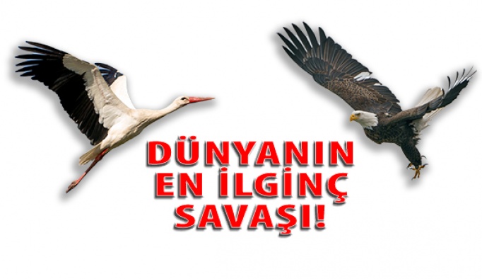 Dünyanın En İlginç Savaşı