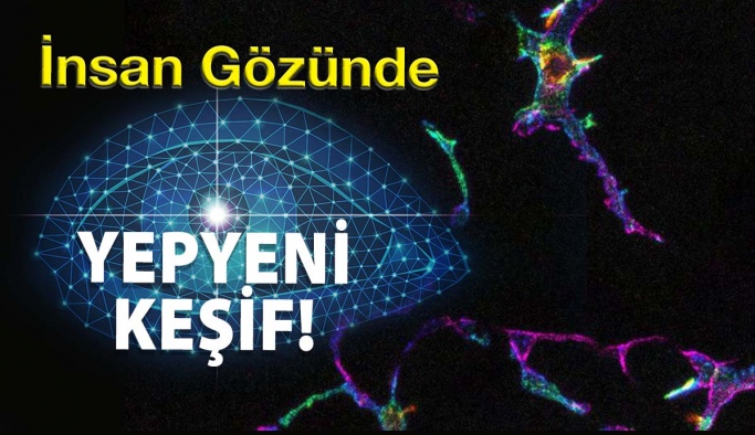 İnsan Gözünde Özel Bağışıklık Hücreleri Keşfedildi