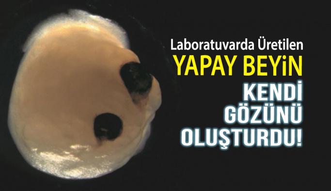 Yapay Beyin Kendi Göz Yapısını Oluşturdu!