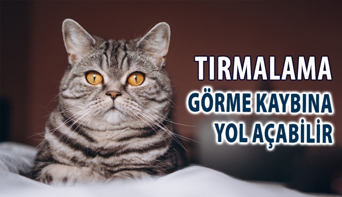 Kedi Tırmalaması Görme Kaybına Yol Açabilir