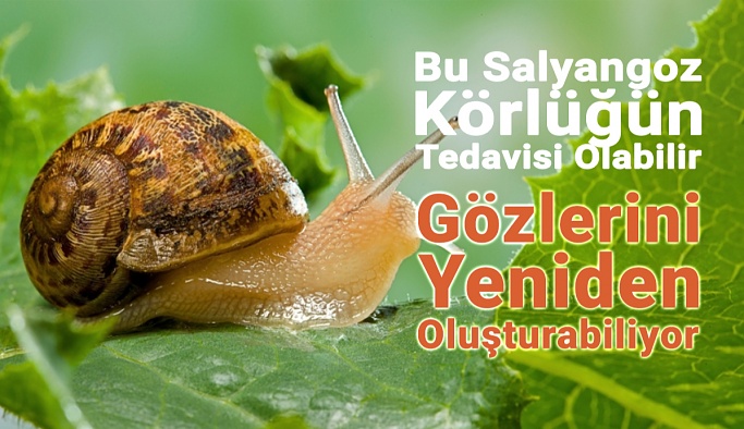 Bu Salyangoz İnsanlarda Körlüğün Tedavisinde Anahtar Olabilir