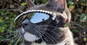 Bu Kedi Güneş Gözlüğü Takıyor Ama Neden?