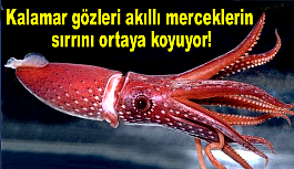 Kalamar gözleri akıllı merceklerin sırrını ortaya koyuyor!