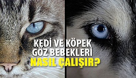 Kedi ve Köpek Göz Bebekleri Nasıl Çalışır?