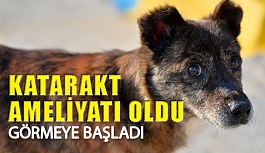 Mardin’de Ayaz Köpeğe Katarakt Ameliyatı Yapıldı