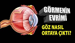 Göz Nasıl Ortaya Çıktı? Görmenin Evrimi