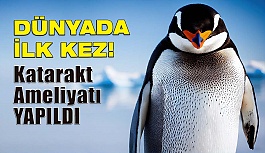 Dünyada İlk Kez Penguenlere Katarakt Ameliyatı İle Özel Üretim Lensler Takıldı!