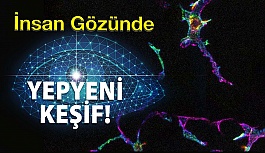 İnsan Gözünde Özel Bağışıklık Hücreleri Keşfedildi