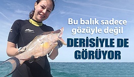 Bu Balık Sadece Gözleriyle değil, Derisiyle de Görüyor