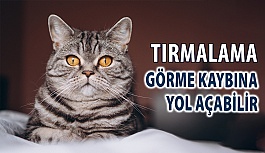 Kedi Tırmalaması Görme Kaybına Yol Açabilir