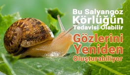 Bu Salyangoz İnsanlarda Körlüğün Tedavisinde Anahtar Olabilir